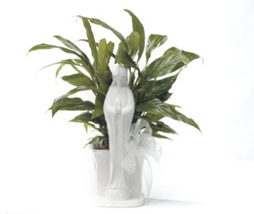 Virgin Mary Peace Lily