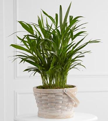 The Deeply Adored&trade; Palm Planter